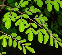 Moringa oleifera