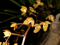 Cymbidium madidum