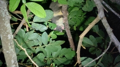Trichosurus caninus