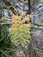 Grevillea