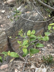 Croton menyharthii