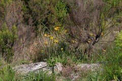 Helichrysum acutatum