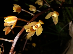 Cymbidium madidum