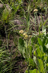Helichrysum acutatum