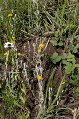 Helichrysum aureonitens