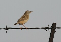 Cisticola juncidis terrestris