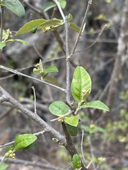 Croton menyharthii