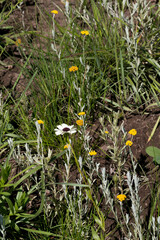Helichrysum aureonitens