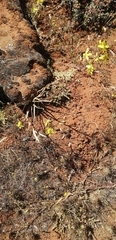 Cyanella lutea