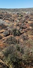 Cyanella lutea