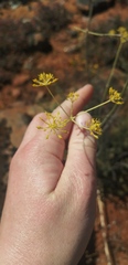 Apiales