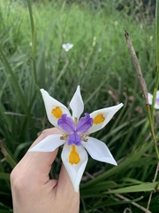 Dietes grandiflora