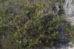 Jacksonia floribunda