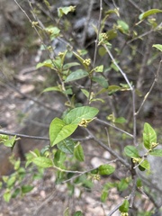 Croton menyharthii