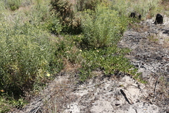 Carpobrotus edulis edulis
