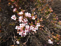 Erica fastigiata