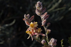 Jacksonia floribunda