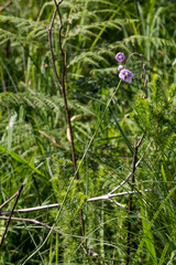 Heliophila rigidiuscula