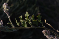 Jacksonia floribunda