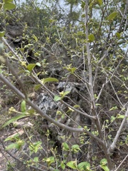 Croton menyharthii