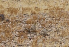 Pterocles namaqua