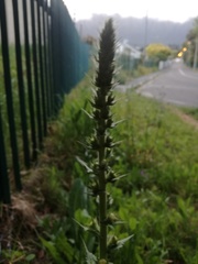 Verbascum virgatum