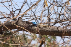 Acanthocercus atricollis