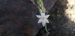 Ornithogalum hispidum