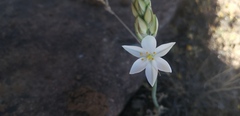 Ornithogalum hispidum