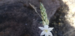 Ornithogalum hispidum