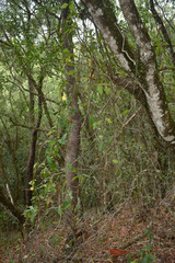 Ichnocarpus frutescens