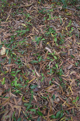 Ichnocarpus frutescens