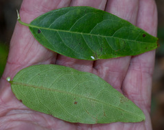 Ichnocarpus frutescens