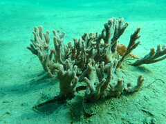 Porifera