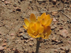 Zephyranthes gilliesiana