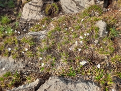 Xerophyta adendorffii