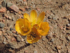 Zephyranthes gilliesiana