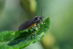 Sciara hemerobioides