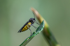 Sciara hemerobioides