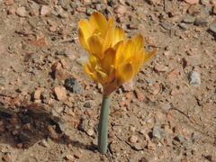 Zephyranthes gilliesiana