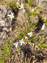 Xerophyta adendorffii