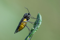 Sciara hemerobioides