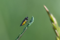 Sciara hemerobioides