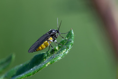 Sciara hemerobioides