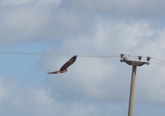 Buteogallus urubitinga