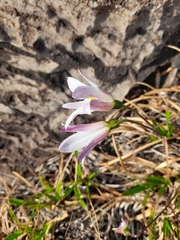 Xerophyta adendorffii