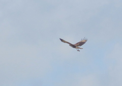 Buteogallus urubitinga