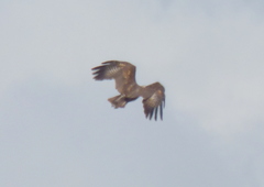 Buteogallus urubitinga