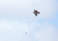 Buteogallus urubitinga