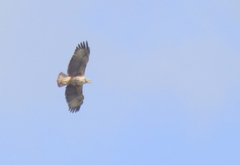 Buteogallus urubitinga